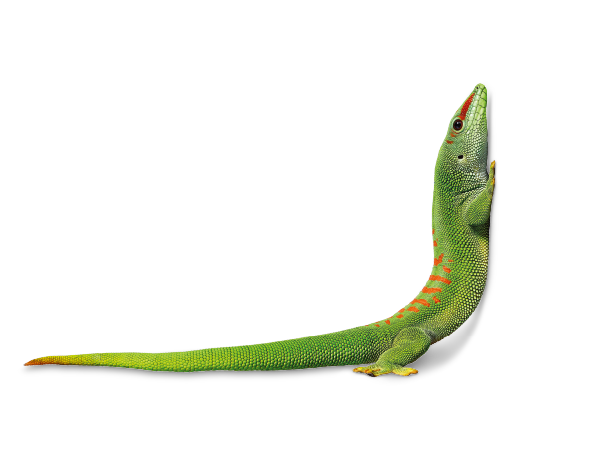 Gecko corner 600x600.png